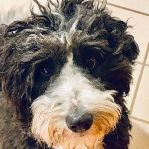 Meet your Posher, Sydney